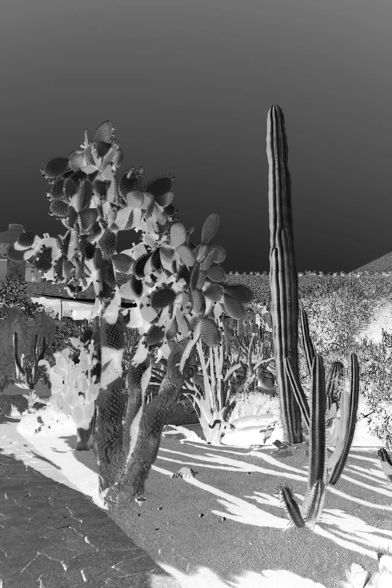 Paysages improbables — Cactus