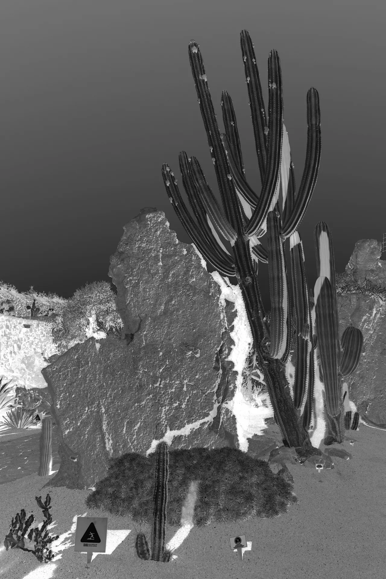 Paysages improbables — Cactus