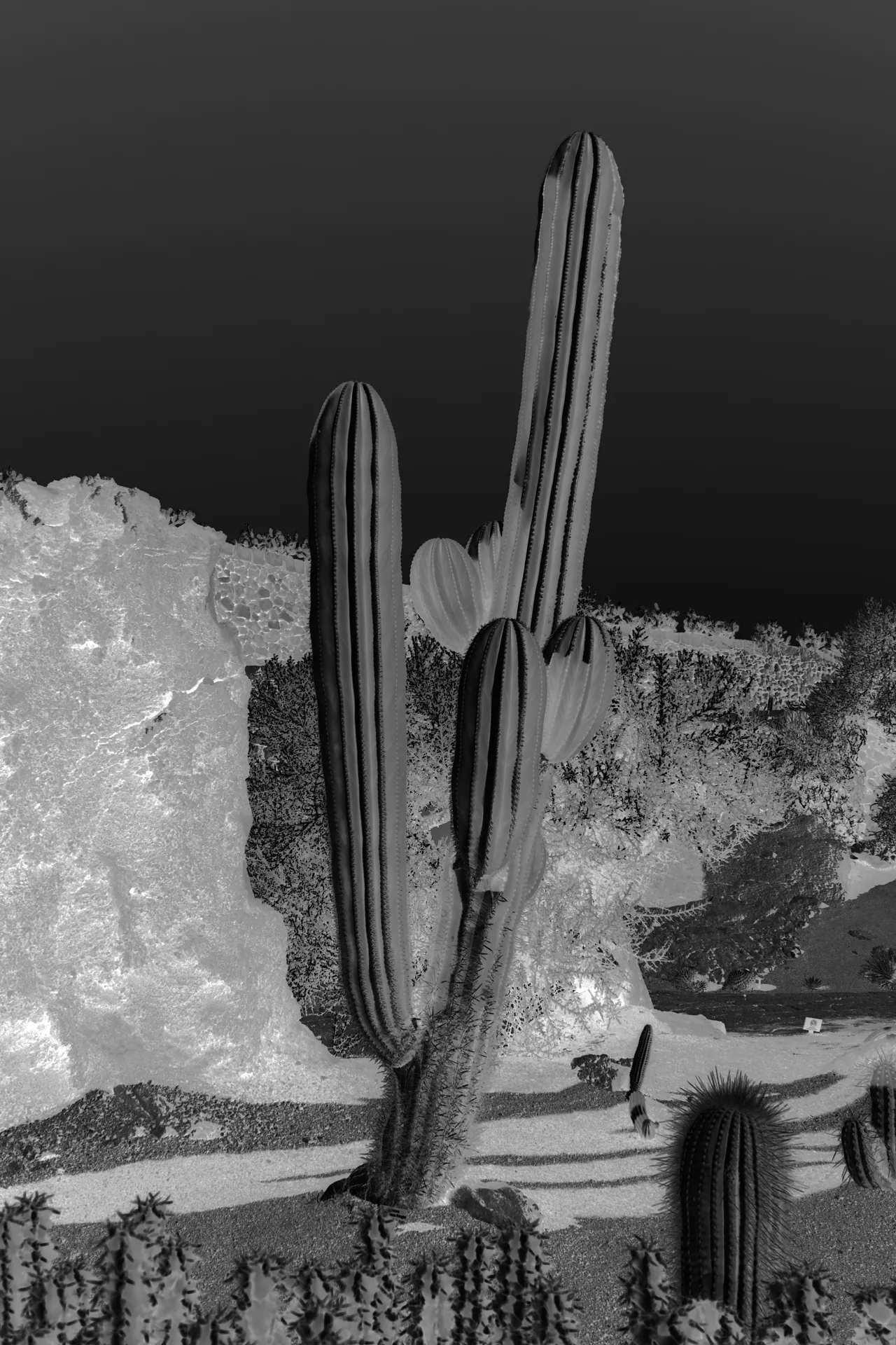 Paysages improbables — Cactus
