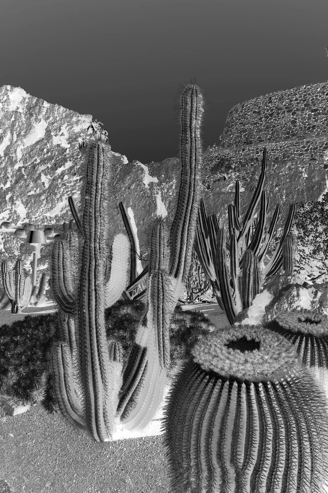 Paysages improbables — Cactus