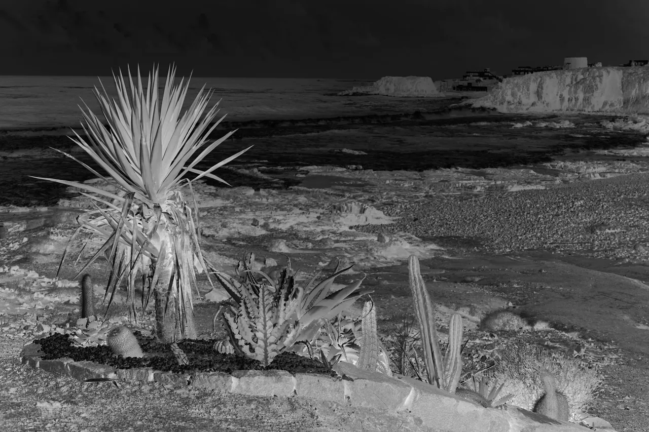 Paysages improbables — Cactus